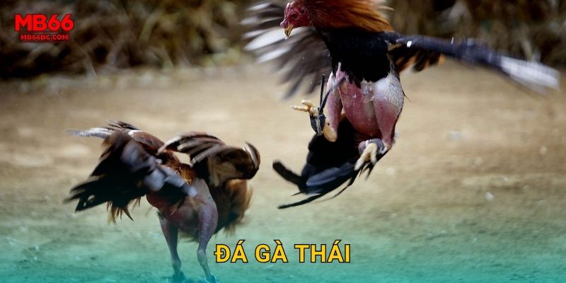 Đá Gà Thái Mb66 bg – Trực Tiếp Sân Thomo Mỗi Ngày