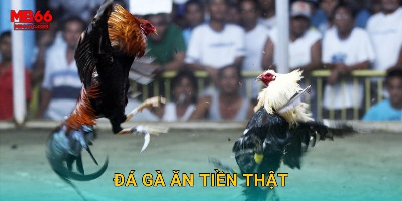 Đá Gà Ăn Tiền Thật Mb66 bg – Cược Ngay Rút Liền