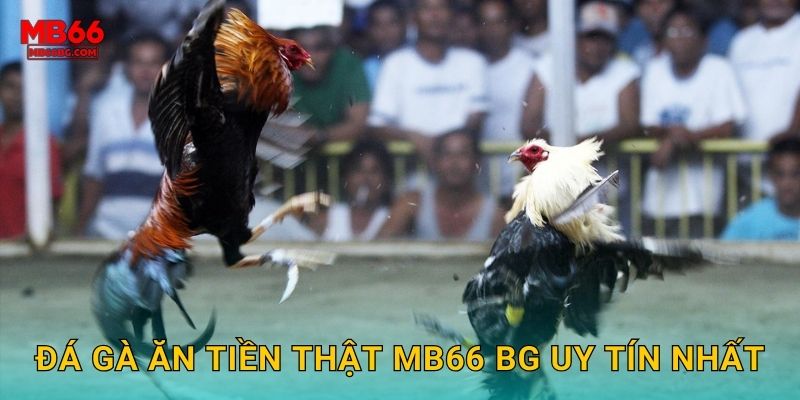 Đá gà ăn tiền thật mb66 bg uy tín nhất