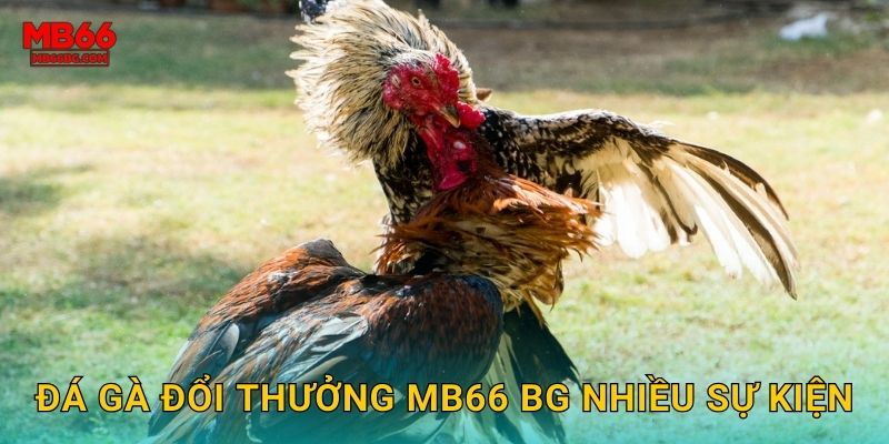 Đá gà đổi thưởng mb66 bg nhiều sự kiện