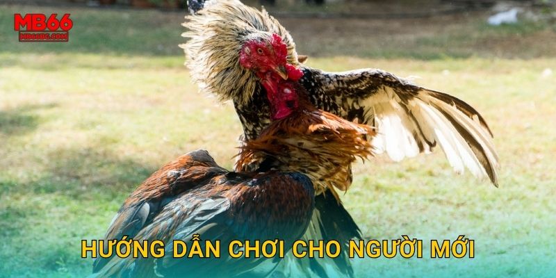 Hướng dẫn chơi cho người mới