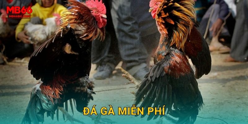 Đá Gà Miễn Phí Mb66 bg – Xem Live Không Mất Phí