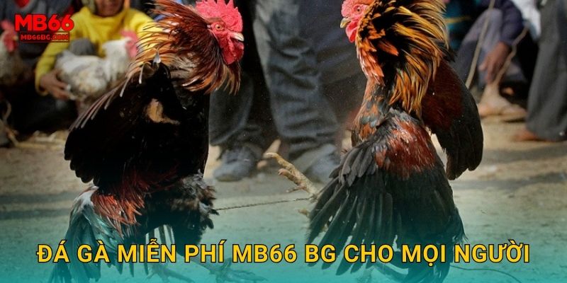 Đá gà miễn phí mb66 bg cho mọi người