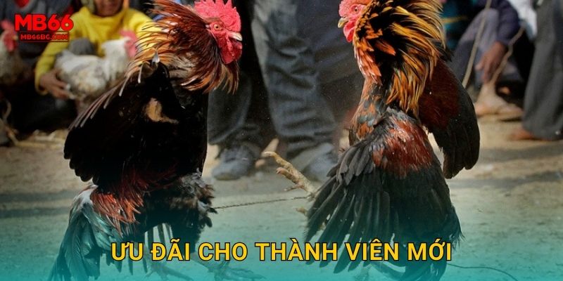 Ưu đãi cho thành viên mới