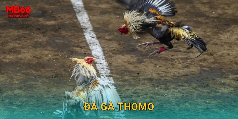 Đá Gà Thomo Mb66 bg – Trường Gà Số 1 Thái Lan