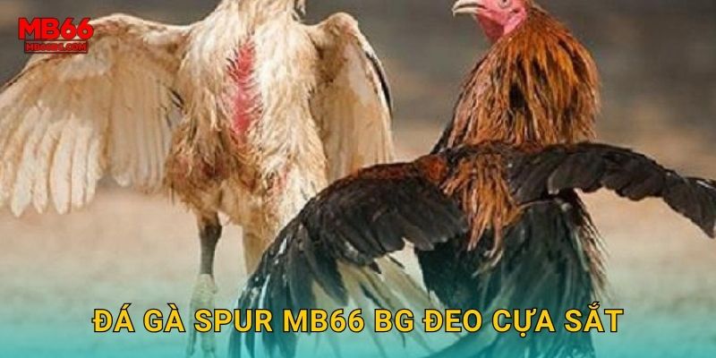 Đá gà spur mb66 bg đeo cựa sắt