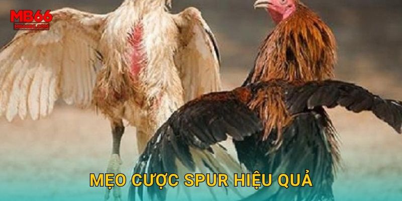 Mẹo cược spur hiệu quả
