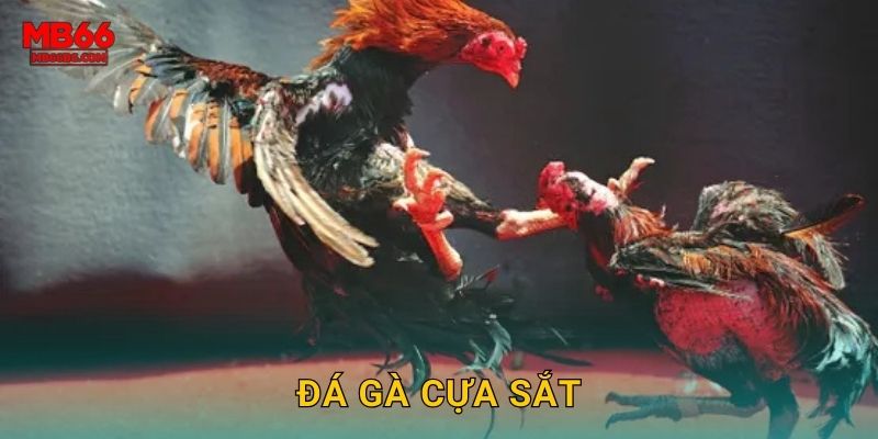 Đá Gà Cựa Sắt Mb66 bg – Trận Chiến Máu Lửa
