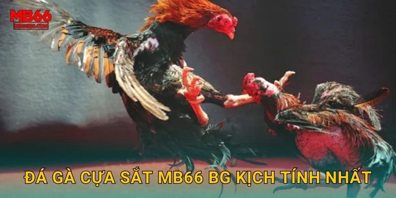 Đá gà cựa sắt mb66 bg kịch tính nhất