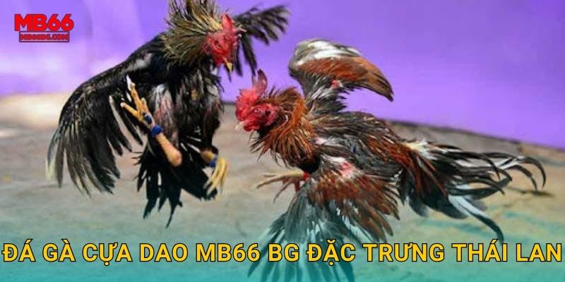 Đá gà cựa dao mb66 bg đặc trưng Thái Lan
