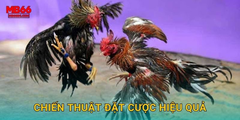 Chiến thuật đặt cược hiệu quả