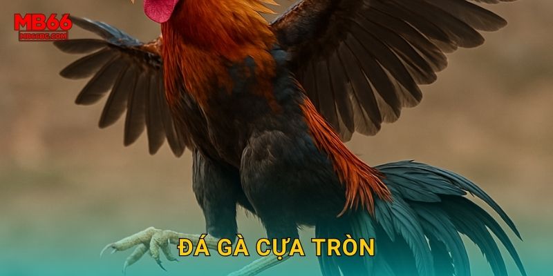 Đá Gà Cựa Tròn Mb66 bg – Truyền Thống Việt Nam