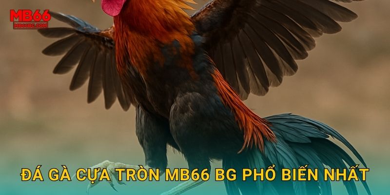 Đá gà cựa tròn mb66 bg phổ biến nhất
