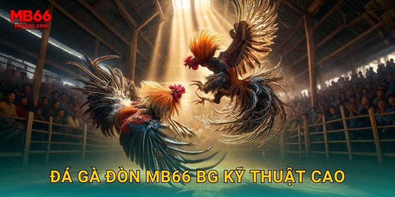 Đá gà đòn mb66 bg kỹ thuật cao