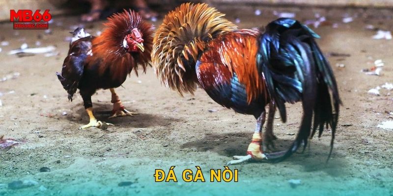 Đá Gà Nòi Mb66 bg – Dòng Thuần Chủng Chiến Thắng