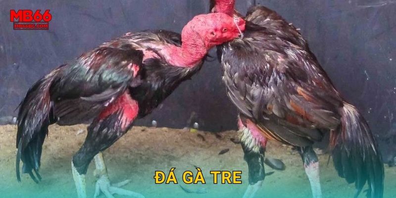 Đá Gà Tre Mb66 bg – Nhẹ Nhàng Nhưng Hiệu Quả