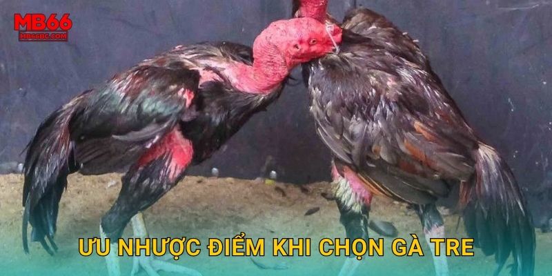Ưu nhược điểm khi chọn gà tre