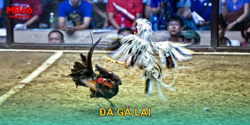 Đá Gà Lai Mb66 bg – Kết Hợp Sức Mạnh Vượt Trội