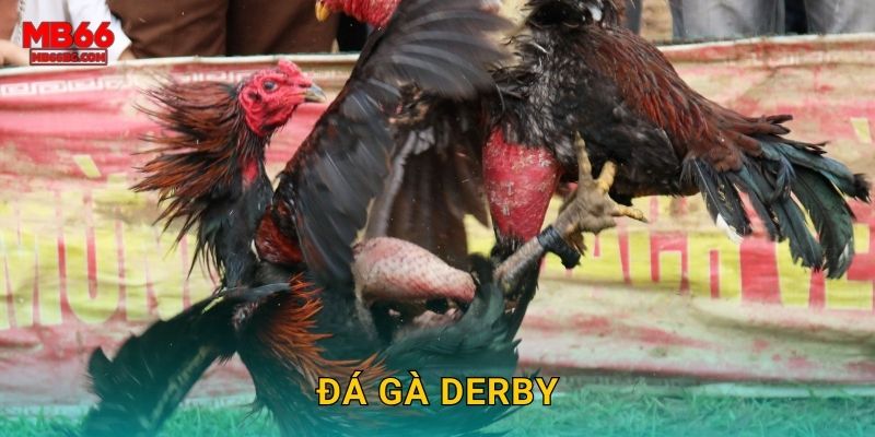 Đá Gà Derby Mb66 bg – Giải Đấu Danh Giá Nhất