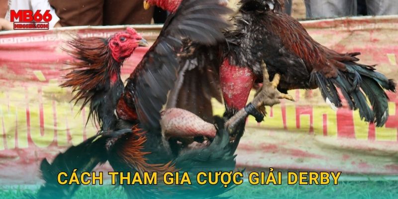Cách tham gia cược giải derby